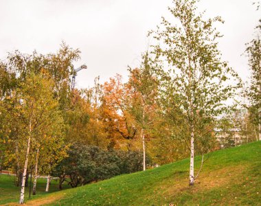 Sonbahar Parkı 'nda çim ve huş ağaçlarıyla dolu bir tepe..