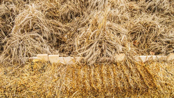 Zlaté Pšeničné Uši Suché Seno Zázemí Sklizeň Podzim — Stock fotografie
