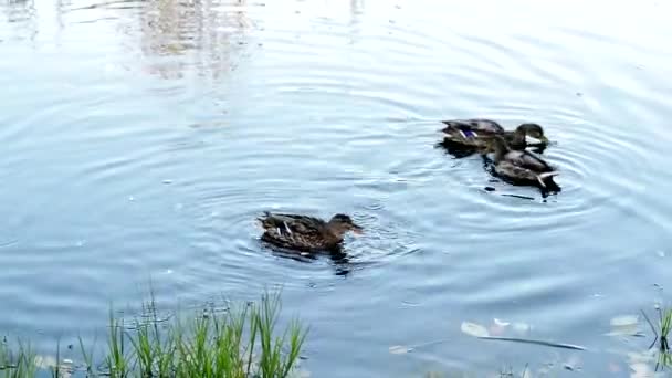 野生のアヒルの小さな池では 湖の中に食べ物を探して泳ぐ 鳥の面白い行動 — ストック動画