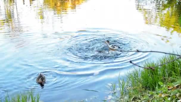 Two Funny Young Ducklings Chase Each Other Play Together Surface — Stock Video