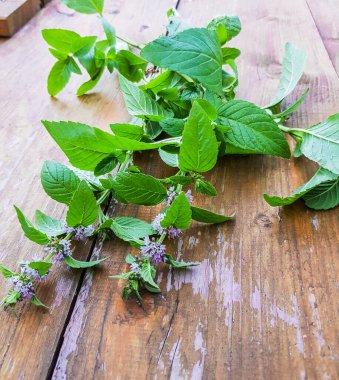 Ahşap arka planda çiçek açan nane filizi, akşam güneşli altın ışık, açık hava, yakın plan, romantik.