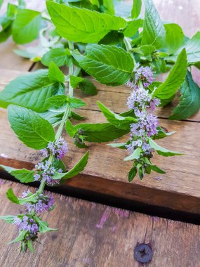 Ahşap arka planda çiçek açan nane filizi, akşam güneşli altın ışık, açık hava, yakın plan, romantik.