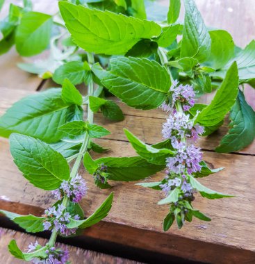 Ahşap arka planda çiçek açan nane filizi, akşam güneşli altın ışık, açık hava, yakın plan, romantik.