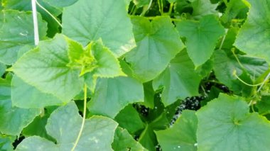 4K yavaş kamera hareketi salatalık bitkisi boyunca, yeşil yapraklar ve küçük meyvelerle, yazın bahçede, açık havada sebze yetiştiriyor.