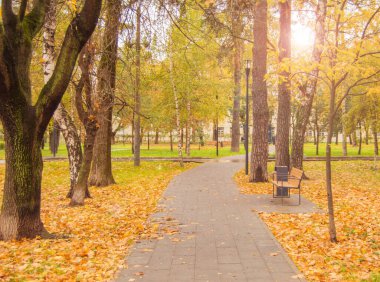 Sonbahar Parkı 'nda düşen sarı yapraklar ve ağaçlar, güneş ışığı ve parlıyor..