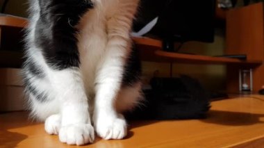 Tahta bir masanın üzerinde, siyah bir kedinin beyaz pençeleri, yakın plan. Güzel, tüylü kedi patileri ve kuyruğu, güneşli bir günde evde bir masada oturan kedi, 4K video.