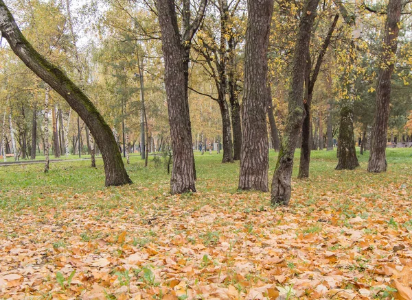Sárga Lehullott Levelek Füvön Egy Városi Parkban Egy Esős Őszi — Stock Fotó