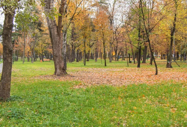 Sárga Lehullott Levelek Füvön Egy Városi Parkban Egy Esős Őszi — Stock Fotó