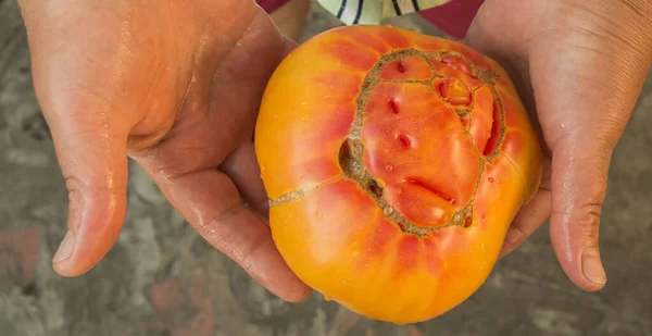 女性の手の近くには 自家栽培の新鮮な黄色のトマト 有機農家の市場 野菜の作物があります — ストック写真
