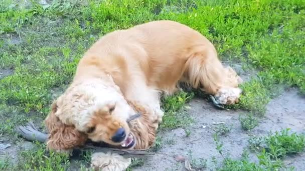 かわいいゴールデンスパニエル子犬は楽しく棒をかむ 犬は夏には芝生の上に 4Kに位置しています — ストック動画