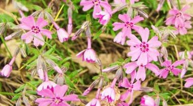 Phlox subulata, Phlox pembe çiçekleri yazın bahçede, güneş ışığında, çiçek arkaplanda..