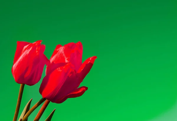 Top view three red tulips on a soft green background with copy space — Stock Photo, Image