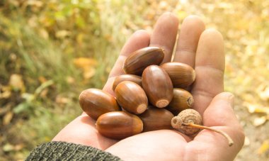 Arka plandaki meşe ağacından düşen palamutları tutan adam.