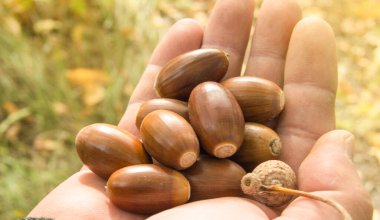 Arka plandaki meşe ağacından düşen palamutları tutan adam.