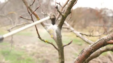 Meyve ağacı kertenkele ve haşerelere karşı püskürtülür. Garde konsepti