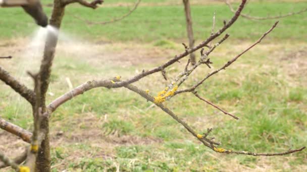 Meyve Ağacı Kertenkele Haşerelere Karşı Püskürtülür Garde Konsepti — Stok video
