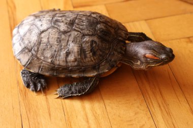 Üst manzara: Kaplumbağa ahşap zeminde hareket ediyor. Belirgin kabuk ve pençe izleri orta adım