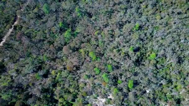 Thick forest in the mountains. Aerial top view. — Stock Video