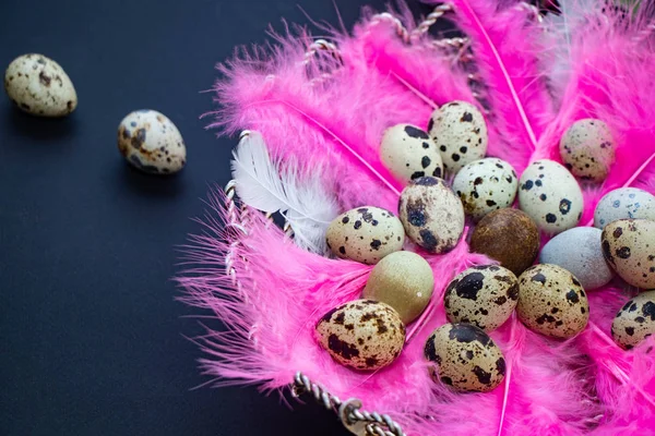 Quail Easter eggs on pink feathers. All on a dark background.