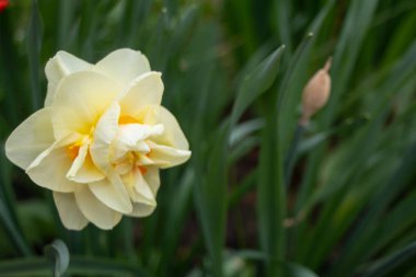 Telefon için Photowall-kağıt, bilgisayarların bir masaüstü için, onları elma ağaçları, laleler, uçan arılar, nergis, bir çim yeşillik, ışık arka planlar çiçek.  