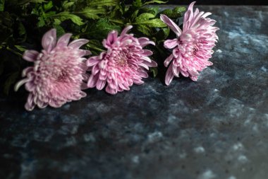 Karanlık bir arka plandaki Krizantemler. Yeşil yaprakları ve su damlaları ile Leylak renk. Tatil kartları için uygundur. 