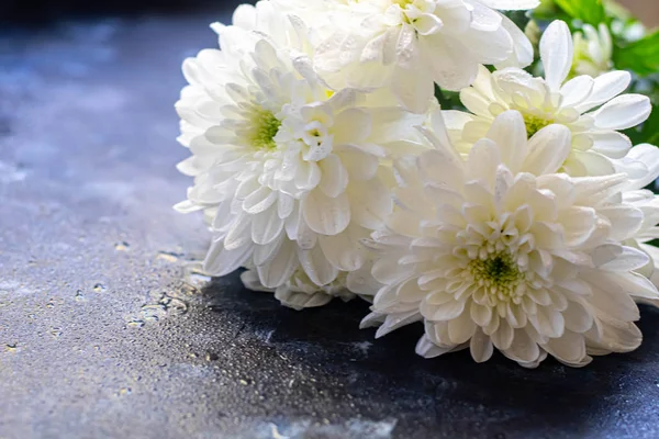 Bouquet of chrysanthemums. On the petals are drops of water that glow under the rays of light. Can be used for cards, covers.