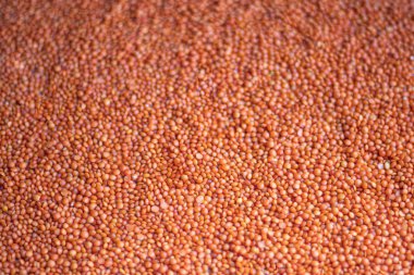 Turuncu mercimek vejetaryenler için harika bir protein sağlayıcısıdır. Bu ürünlerden çok çeşitli yemekler pişirebilirsiniz. Aynı zamanda diyet ürünüdür. Uzayı kopyala Gri arkaplan. 