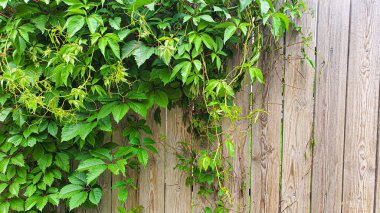 Eski kırsal ahşap yüzey. Arkaplan ve inşaat tahtaları. Kahverengi doku.