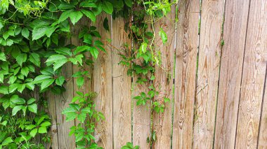 Eski kırsal ahşap yüzey. Arkaplan ve inşaat tahtaları. Kahverengi doku.