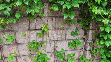 Eski kırsal ahşap yüzey. Arkaplan ve inşaat tahtaları. Kahverengi doku.