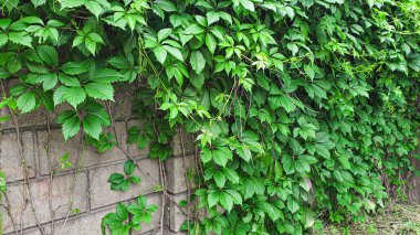 Eski kırsal ahşap yüzey. Arkaplan ve inşaat tahtaları. Kahverengi doku.