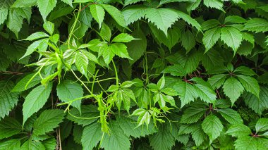Eski kırsal ahşap yüzey. Arkaplan ve inşaat tahtaları. Kahverengi doku.