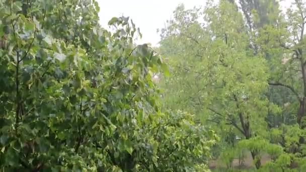 Δυνατή Βροχή Την Πρώτη Μέρα Του Καλοκαιριού Δέντρα Τρέμουν Από — Αρχείο Βίντεο