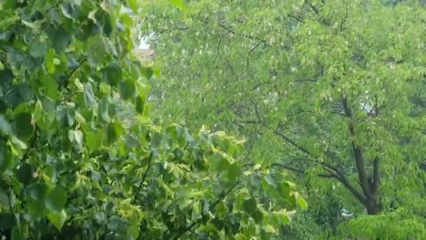 Zware Regenval Eerste Dag Van Zomer Bomen Trillen Harde Wind — Stockvideo