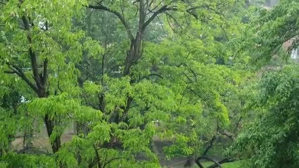 夏の最初の日に大雨 強風の中で木が震える 雷と雷の音が輝きます 寒い天候 — ストック動画