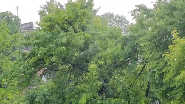 Heavy Rain First Day Summer Trees Tremble Strong Winds Sound — Stock Video