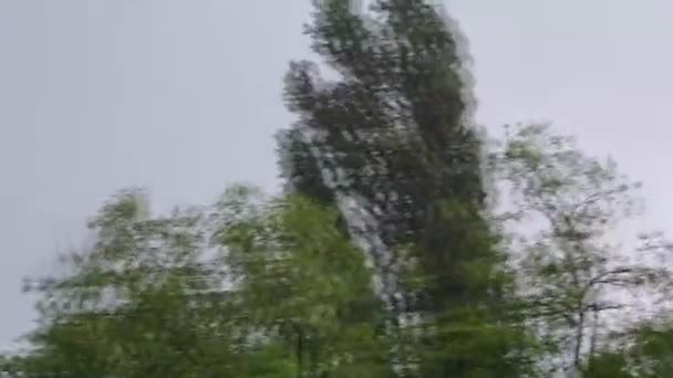 Heavy Rain First Day Summer Trees Tremble Strong Winds Sound — Stock Video