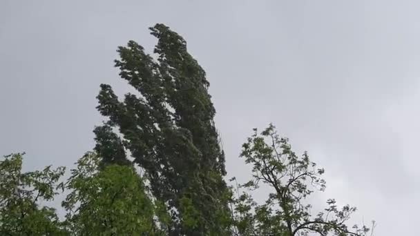 夏天的第一天下大雨 树在强风中颤动 雷声和闪电声闪烁着 寒冷的天气 — 图库视频影像