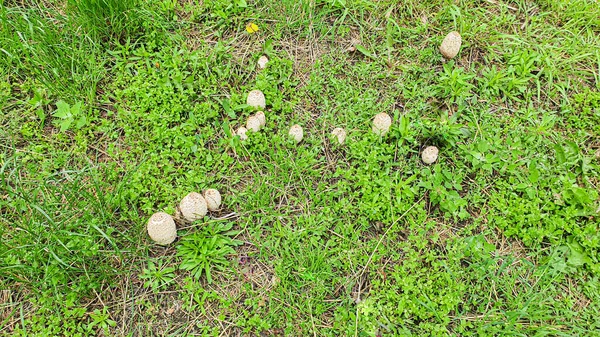 보통 버섯은 노천에서 푸른 풀 사이에서 자라고 있습니다. 코피 리누스 화이트 라고 불리우는 것. — 스톡 사진
