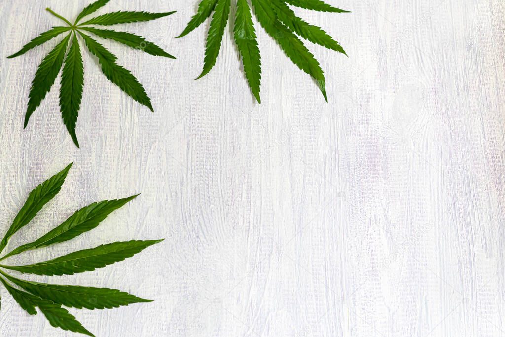 Green hemp leaves on a wooden background. View from above. Copy space