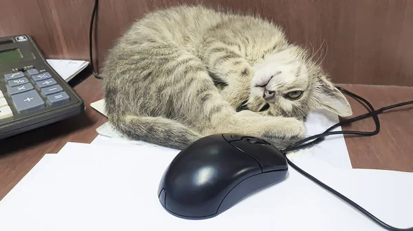Küçük kedi yavrusu masaüstünde bir bilgisayar faresiyle oynuyor. Ön planda. Bulmaca ve tahtalar için.
