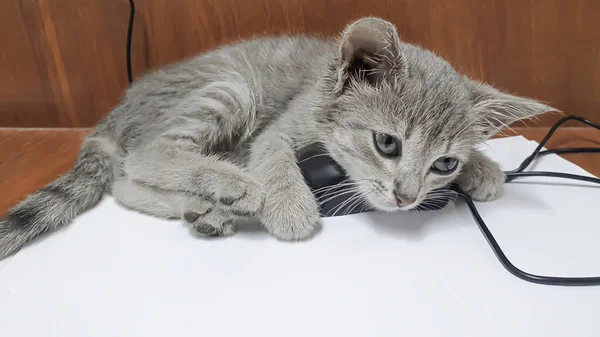 Piccolo Gattino Gioca Con Mouse Del Computer Sul Desktop Primo — Foto Stock