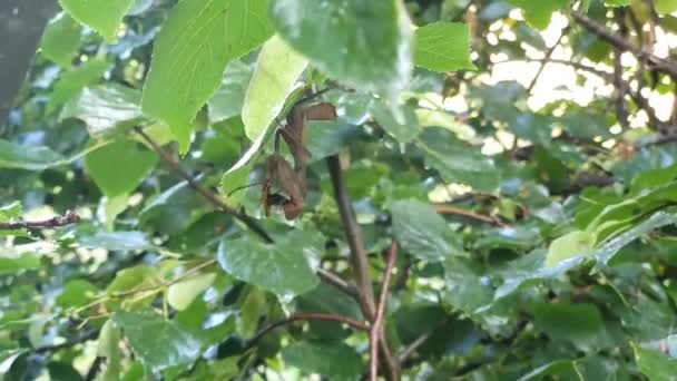 一只正在祈祷的雌性螳螂抓住一只蜜蜂 决定吃掉它 挂在树枝上 移动缓慢 欧洲祈祷的螳螂 — 图库视频影像