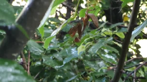 一只正在祈祷的雌性螳螂抓住一只蜜蜂 决定吃掉它 挂在树枝上 移动缓慢 欧洲祈祷的螳螂 — 图库视频影像