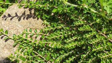 Gri taşlı arka planda bitkiler. Yeşil yapraklı dallar, karpuz. Yaz hasadı, yazlık ev. Arkaplan ve dokular.