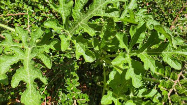 Gri taşlı arka planda bitkiler. Yeşil yapraklı dallar, karpuz. Yaz hasadı, yazlık ev. Arkaplan ve dokular.