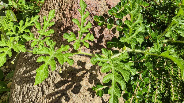 灰色の石の背景に植物 緑の葉 スイカの枝 夏の収穫 夏のコテージ 背景とテクスチャ — ストック写真