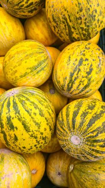 Raflardaki büyük sandıklarda yuvarlak sarı karpuzlar. Meyve sergisi ve satışı. Süpermarketten alışveriş..