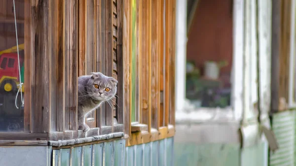 Le chat par la fenêtre de la maison — Photo