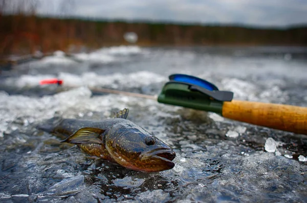 Pesce catturato sulla pesca invernale in inverno si trova sul ghiaccio — Foto Stock